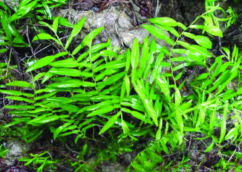 ไฟล์:แตงงุม ใบ2.jpg