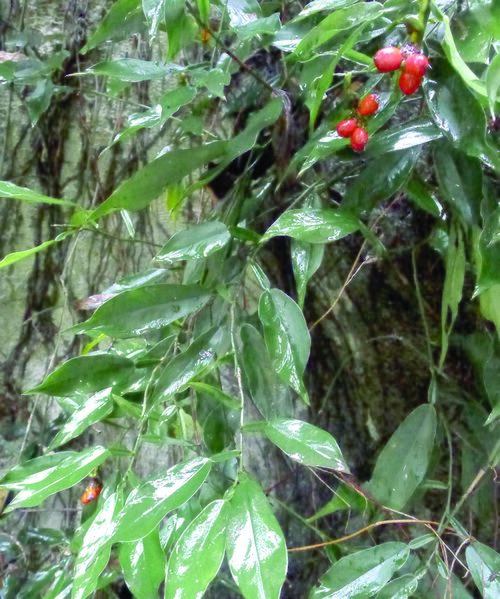 ไฟล์:กิ่ง ใบ และช่อผล.jpg