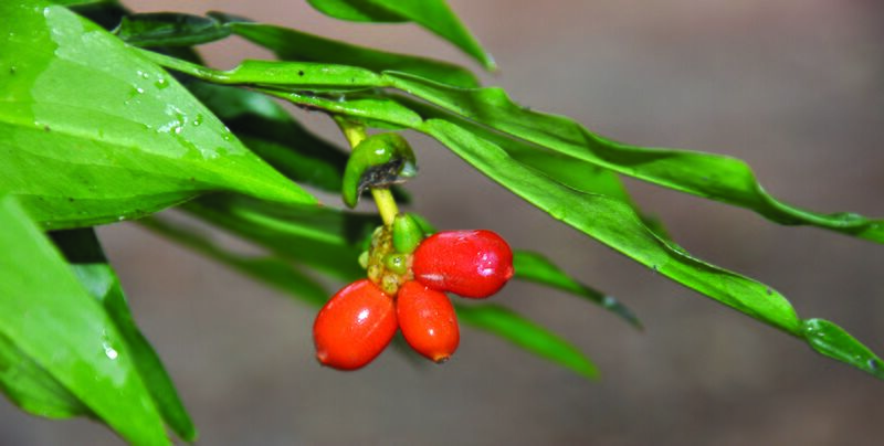 ไฟล์:แตงงุม ช่อผล.jpg