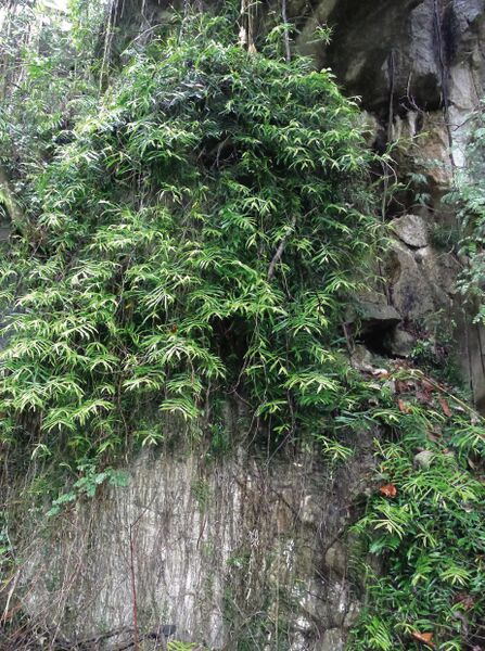 ไฟล์:แตงงุม ลักษณะวิสัยและถิ่นที่อยู่.jpg