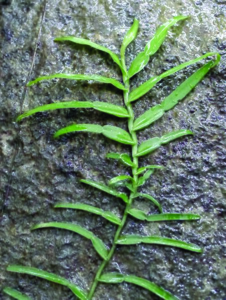 ไฟล์:ตองงุม ใบ1.jpg